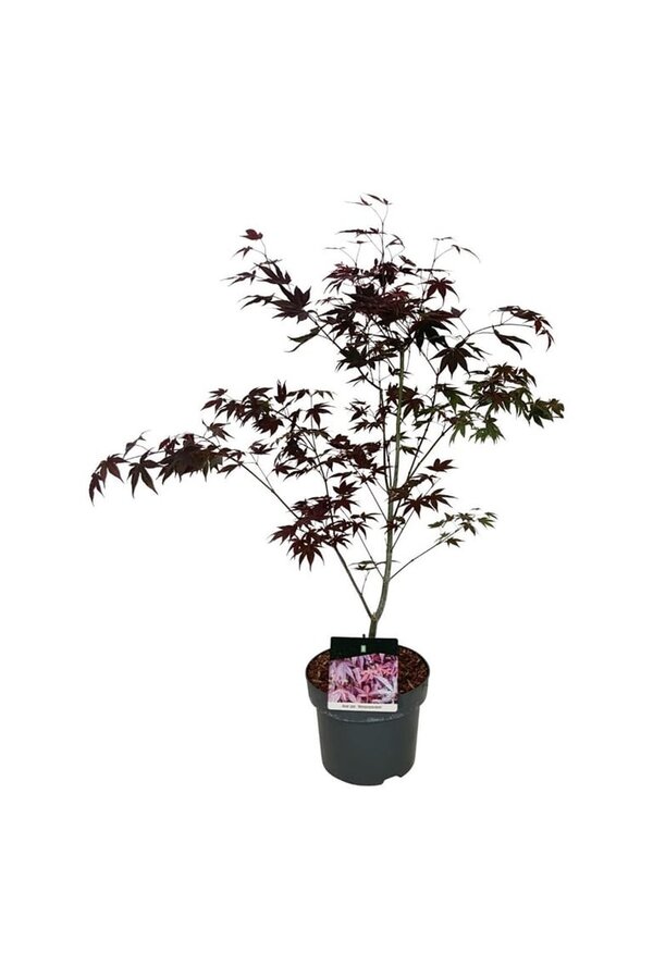 Klon Acer Atropurpureum