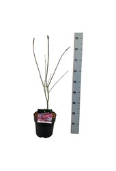 Klon Acer Atropurpureum