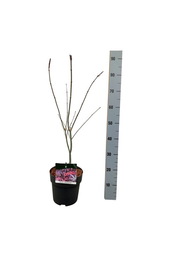 Klon Acer Atropurpureum