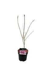 Klon Acer Atropurpureum