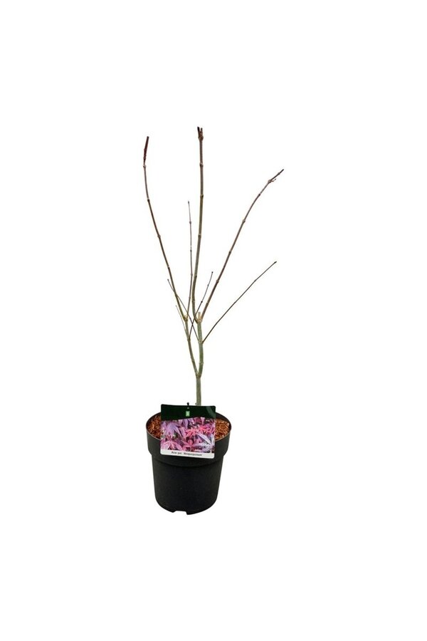 Klon Acer Atropurpureum