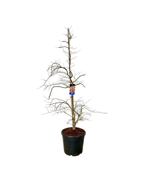 Acer