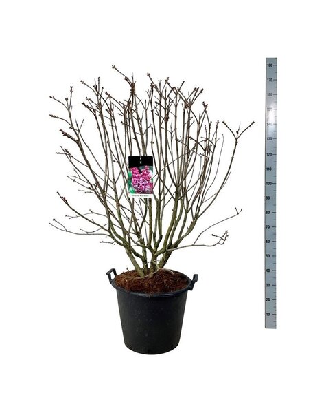 Syringa