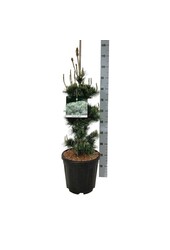 Sosna Pinus Negishi