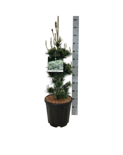 Pinus
