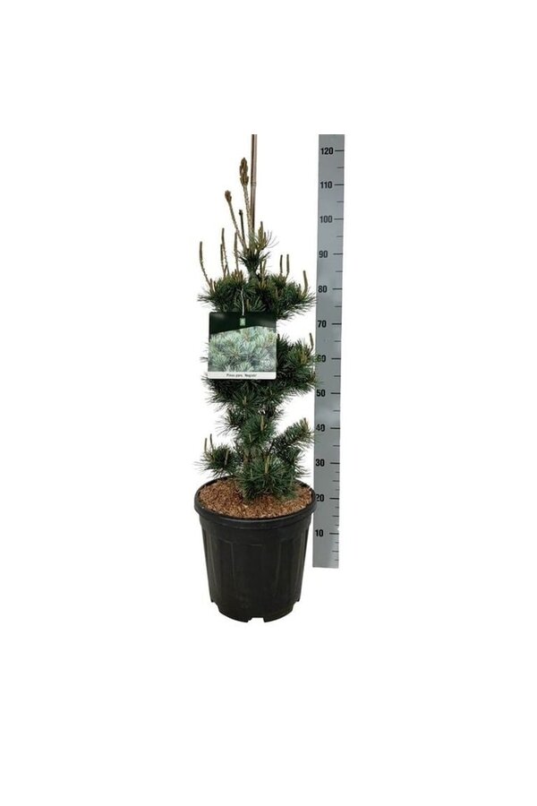 Sosna Pinus Negishi