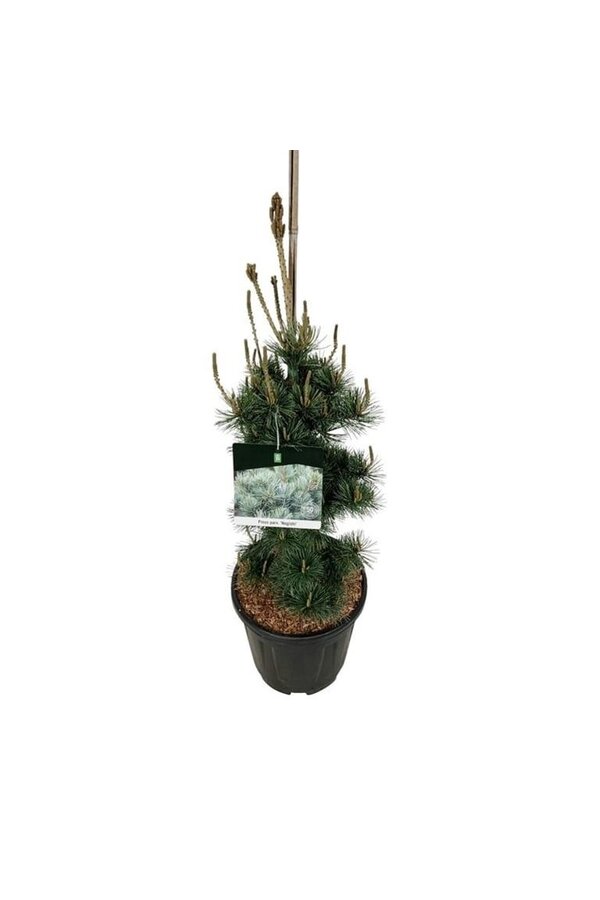 Sosna Pinus Negishi