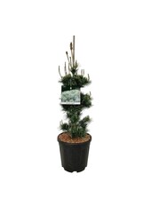 Sosna Pinus Negishi