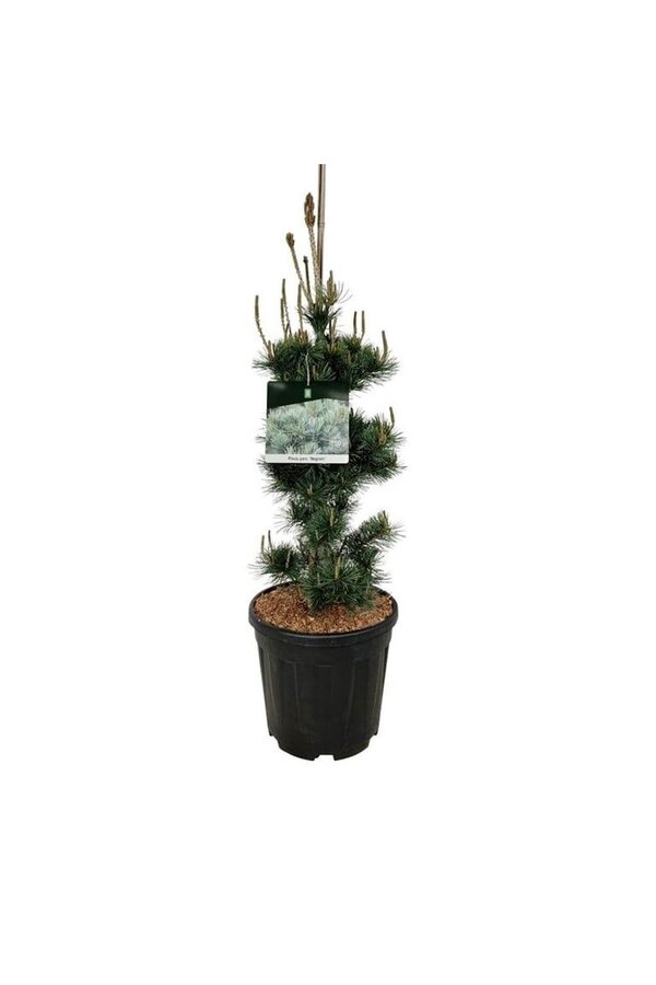 Sosna Pinus Negishi