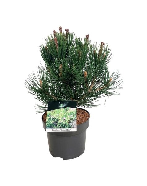Pinus