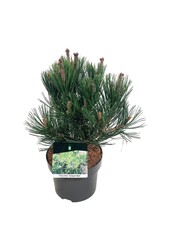 Sosna Pinus Compact Gem