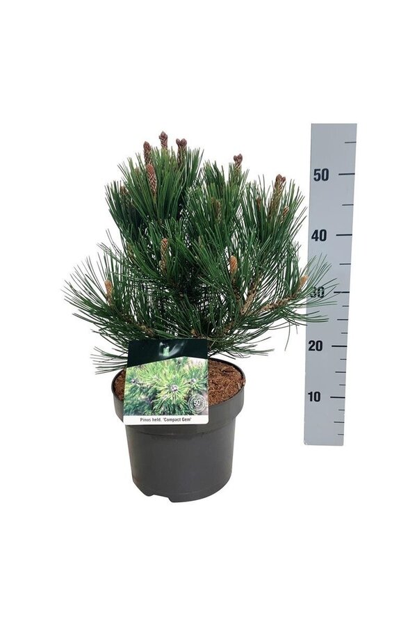 Sosna Pinus Compact Gem