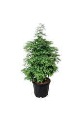 Metasekwoja Hamlets Broom