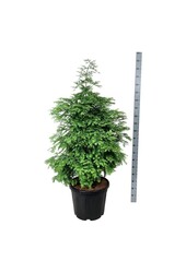 Metasekwoja Hamlets Broom