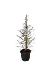 Metasekwoja Hamlets Broom