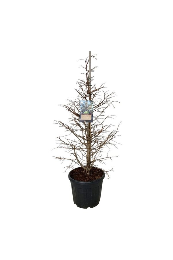 Metasekwoja Hamlets Broom