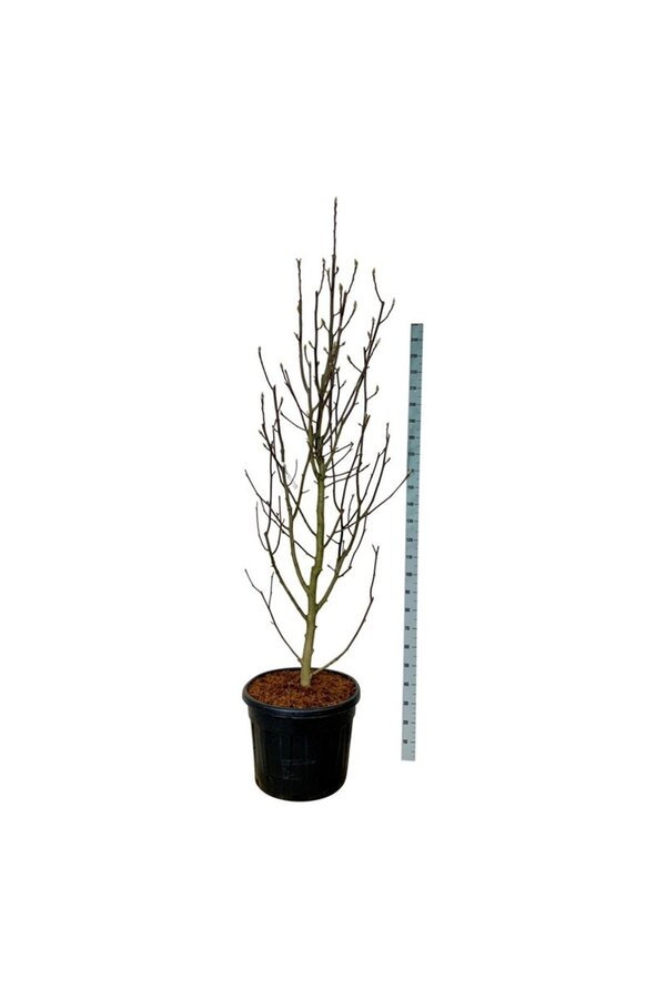 Magnolia Venus