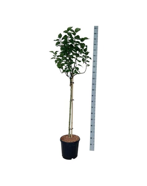 Syringa