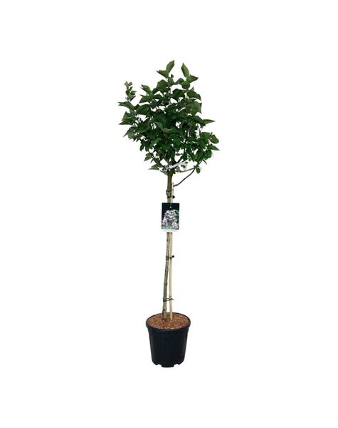 Syringa