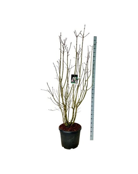 Syringa