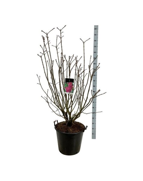 Syringa