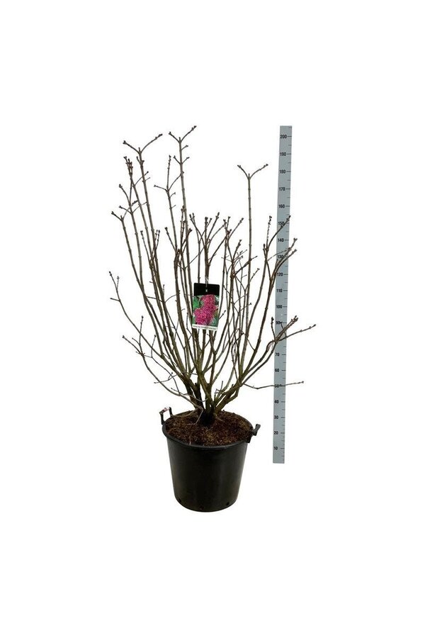 Bez Syringa And. an Ludwig Späth