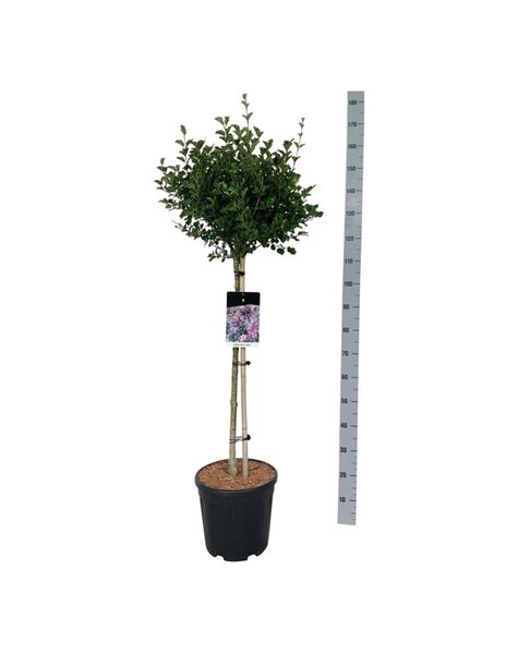 Syringa