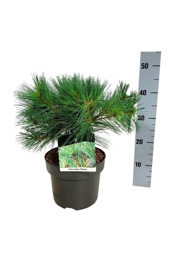Sosna Pinus strobus Minima