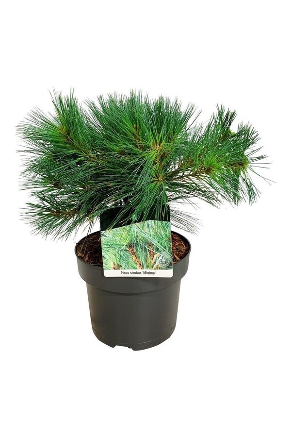 Sosna Pinus strobus Minima