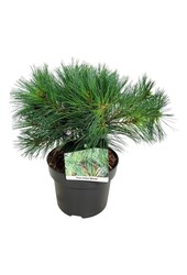 Sosna Pinus strobus Minima