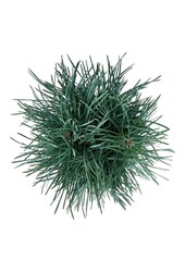 Sosna Pinus Fastigiata