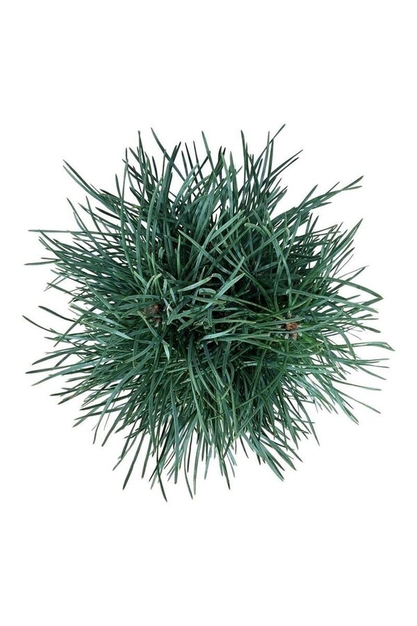Sosna Pinus Fastigiata