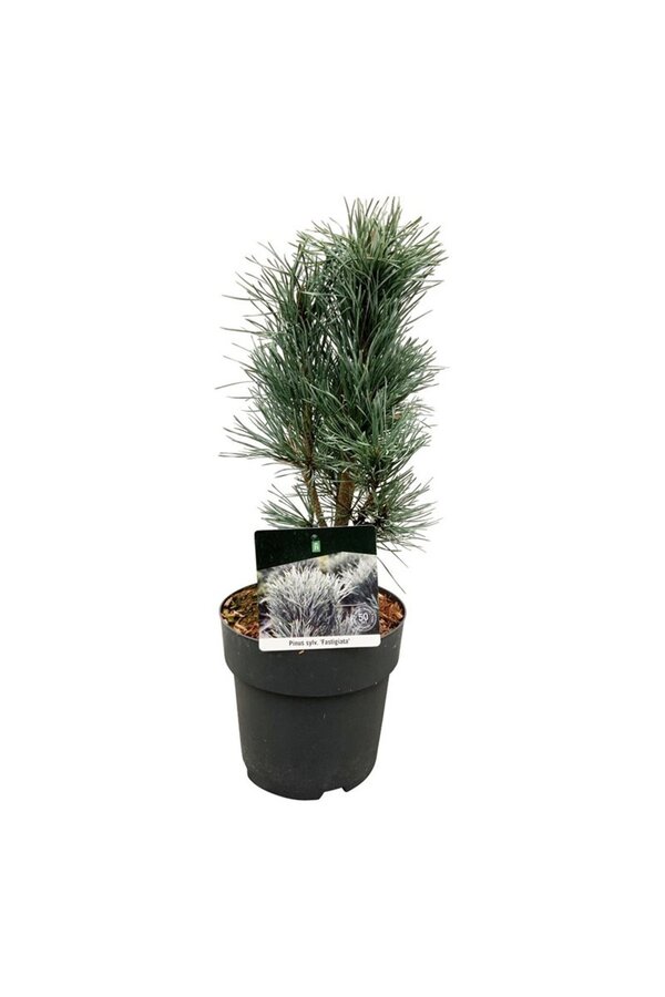 Sosna Pinus Fastigiata