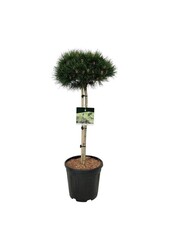 Sosna Pinus nigra Nana
