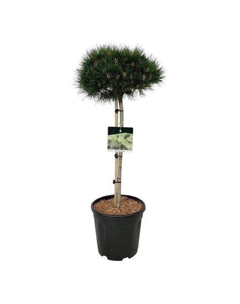 Pinus