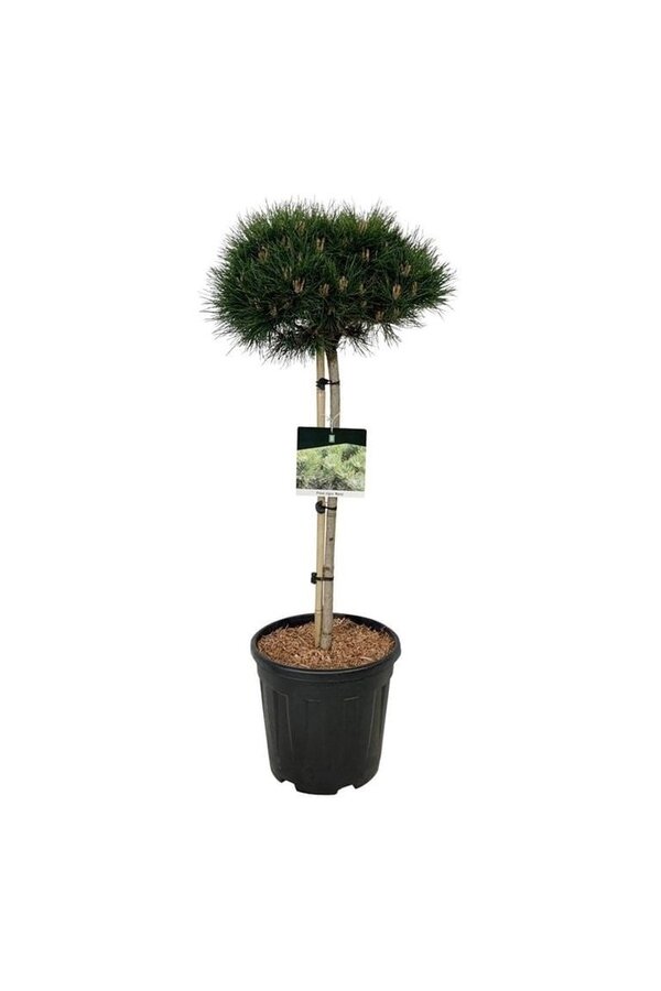 Sosna Pinus nigra Nana