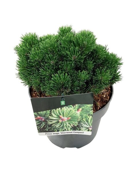 Pinus