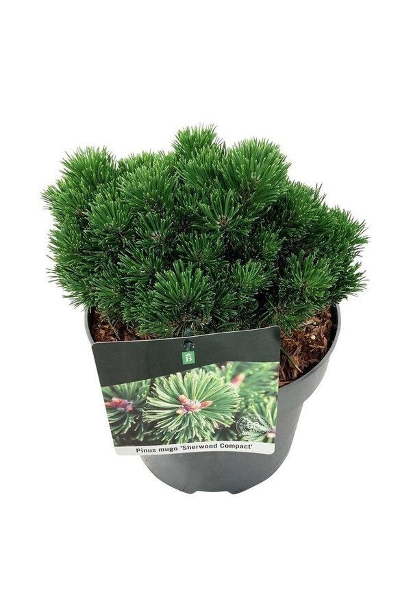 Sosna Pinus mugo Sherwood Compact