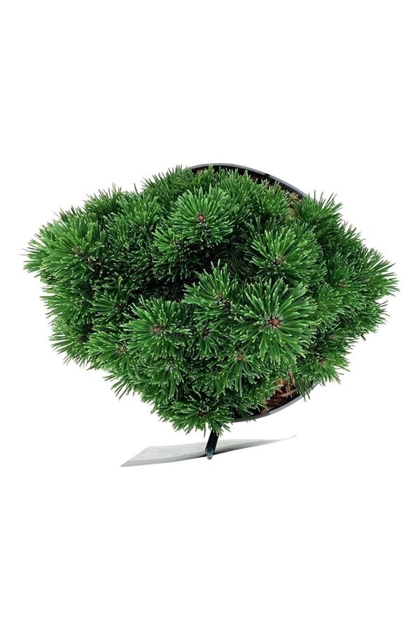 Sosna Pinus mugo Sherwood Compact