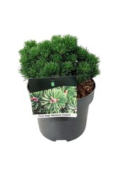 Sosna Pinus mugo Sherwood Compact