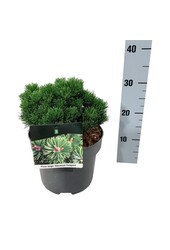 Sosna Pinus mugo Sherwood Compact