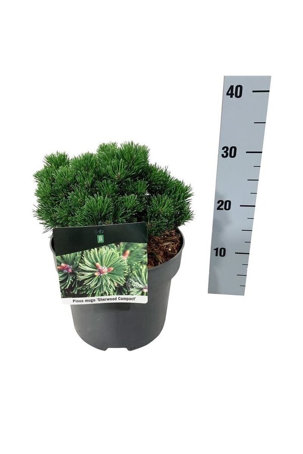 Sosna Pinus mugo Sherwood Compact