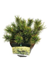 Sosna Pinus mugo Ophir