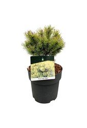 Sosna Pinus mugo Ophir