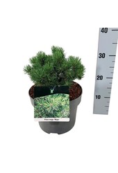 Sosna Pinus mugo Mops