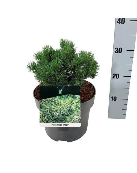 Pinus