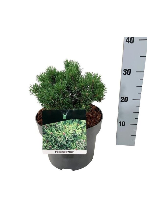 Sosna Pinus mugo Mops