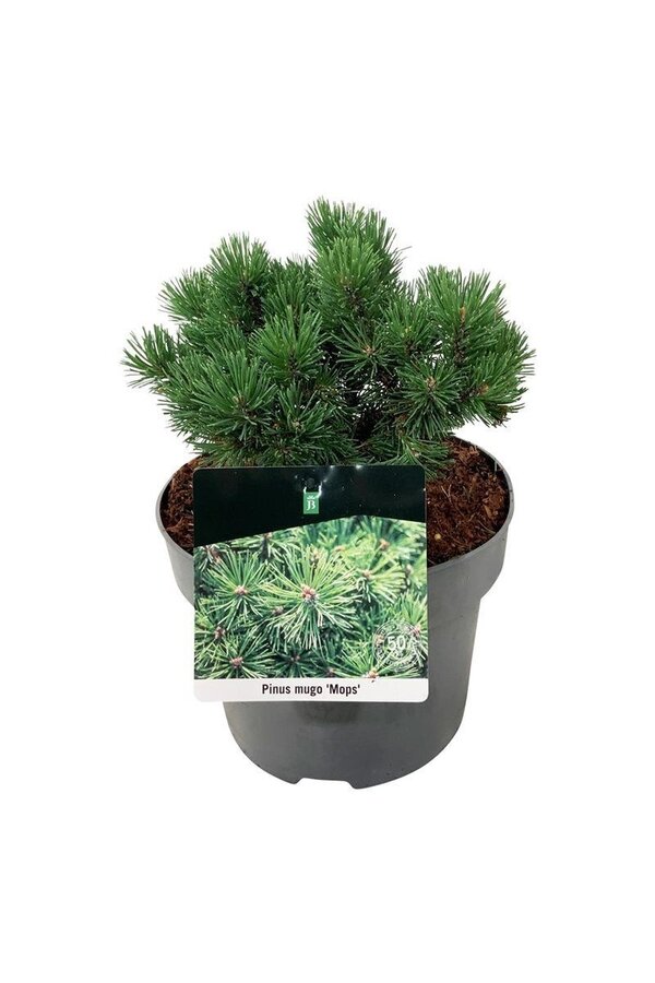 Sosna Pinus mugo Mops