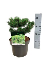 Sosna Pinus mugo Klostergrün
