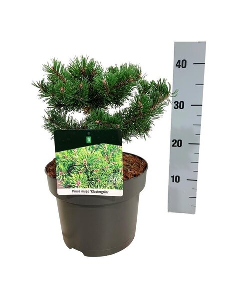 Pinus